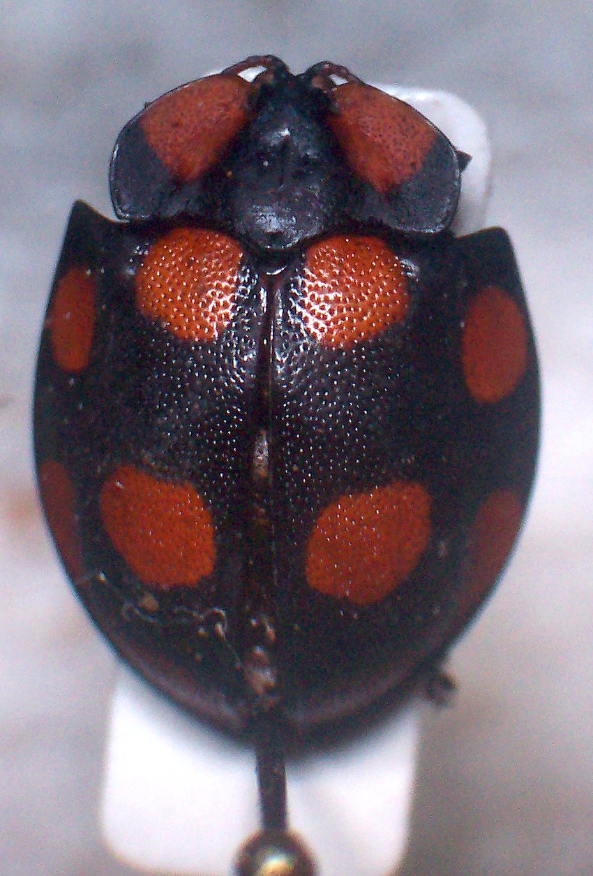 FIGURE 1 FIGURE 1